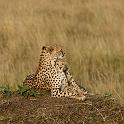 015 Kenia, Masai Mara, jachtluipaarden